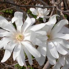 МАГНОЛИЯ СТЕЛЛАТА РОЯЛ СТАР горшок-с2