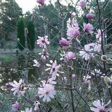 МАГНОЛИЯ СТЕЛЛАТА РОЗЕА горшок-с2