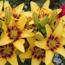 ЛИЛИЯ ГОЛДЕН СТОУН АЗИАТСКИЙ ГИБРИД горшок-с1