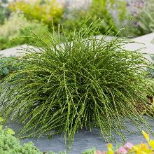 ТУЯ СКЛАДЧАТАЯ ВИПКОРД горшок-с5