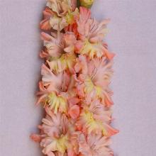 ГЛАДИОЛУС ГРАФИНЯ 10шт-пакет