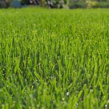 ГАЗОННАЯ СМЕСЬ ЭКСПРЕСС 2,5 КГ зеленый уголок форт