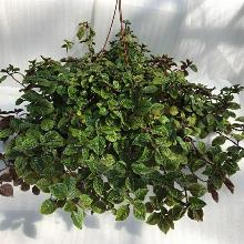 ПЛЕКТРАНТУС КРАСНЕЮЩИЙ горшок-с1 флос