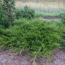 МОЖЖЕВЕЛЬНИК КАЗАЦКИЙ АРКАДИЯ горшок-с1