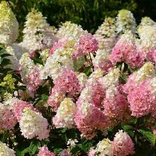 ГОРТЕНЗИЯ МЕТЕЛЬЧАТАЯ КОНФЕТТИ горшок-с7,5