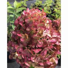 ГОРТЕНЗИЯ МЕТЕЛЬЧАТАЯ ПЕТИТ ЧЕРРИ горшок-с1