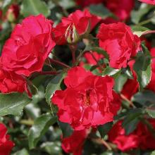 РОЗА ФЛОРИБУНДА РОТИЛИА горшок-с1