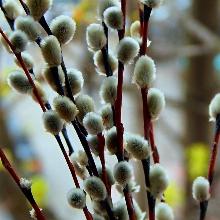 ВЕРБА   горшок-с3