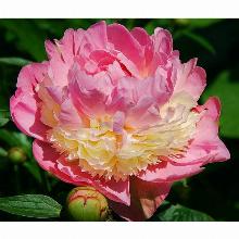 Нажмите чтобы увеличить изображение