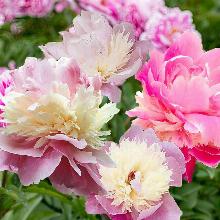 ПИОН СОРБЕТ пакет