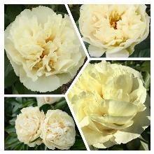 ПИОН ИТО-ГИБРИД ВАНИЛЛА ШНАПС пакет