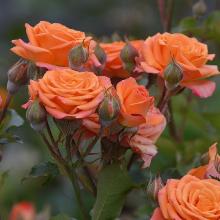 РОЗА СПРЕЙ АЛЕГРИЯ горшок-с1