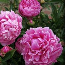 ПИОН ДЖАКОРМА горшок-с3