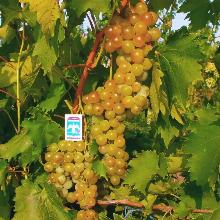 Нажмите чтобы увеличить изображение