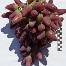 ВИНОГРАД ПЛОДОВЫЙ ДУБОВСКИЙ РОЗОВЫЙ горшок-с3