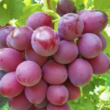 ВИНОГРАД ПЛОДОВЫЙ ПОДАРОК РОДИОНОВУ горшок-с3