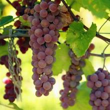 ВИНОГРАД ПЛОДОВЫЙ АЛЬПЕНГЛОУ пакет