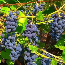 Нажмите чтобы увеличить изображение