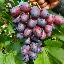 ВИНОГРАД ПЛОДОВЫЙ АЛВИКА  горшок-с3