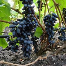 ВИНОГРАД ПЛОДОВЫЙ ДЖОЙ горшок-с3