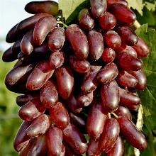 ВИНОГРАД ПЛОДОВЫЙ КАРНАВАЛ горшок-с3