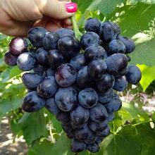 ВИНОГРАД ПЛОДОВЫЙ КРАСА БАЛОК горшок-с3