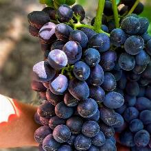 ВИНОГРАД ПЛОДОВЫЙ ЧАРЛИ горшок-с3