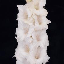 ГЛАДИОЛУС АЛЬБИНОС 3шт-пакет