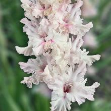 ГЛАДИОЛУС БЕЛЫЙ СОНГ 3шт-пакет