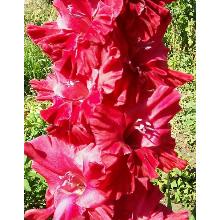 ГЛАДИОЛУС БОГАТЫРСКАЯ НАША СИЛУШКА 3шт-пакет