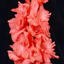 ГЛАДИОЛУС БОГАТЫРЬ 3шт-пакет