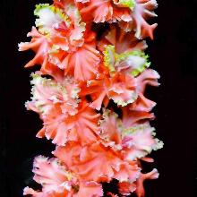 ГЛАДИОЛУС БОЖЕСТВЕННАЯ ЛЮБОВЬ 3шт-пакет