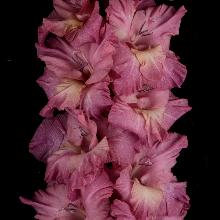 ГЛАДИОЛУС ВИЗАНТИЕЦ 3шт-пакет