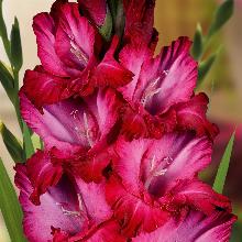 ГЛАДИОЛУС ГИМАЛАИ 3шт-пакет