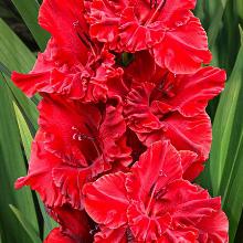 ГЛАДИОЛУС ГРАНАТ 3шт-пакет
