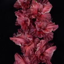 ГЛАДИОЛУС ЗА ТУМАНОМ 3шт-пакет