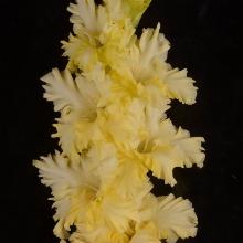 ГЛАДИОЛУС ЗАВТРАК У ТИФФАНИ 3шт-пакет