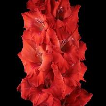 ГЛАДИОЛУС ЗОВ КРОВИ 3шт-пакет