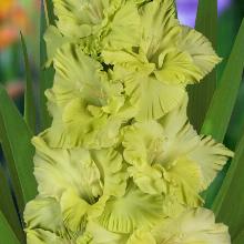 ГЛАДИОЛУС ИЗУМРУДНАЯ РОСКОШЬ 3шт-пакет