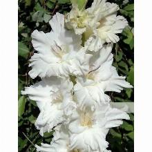 ГЛАДИОЛУС КОРНЕТ 3шт-пакет