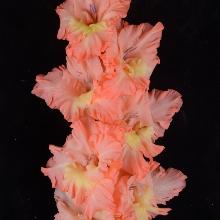 ГЛАДИОЛУС ЛЕТНИЕ КАНИКУЛЫ 3шт-пакет