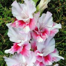 ГЛАДИОЛУС МЕРЦАЮЩИЕ БАБОЧКИ 3шт-пакет