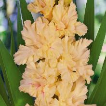 ГЛАДИОЛУС НЮАНС 3шт-пакет