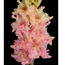 ГЛАДИОЛУС ПОДАРОК ЛЮБИМОЙ 3шт-пакет