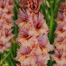 ГЛАДИОЛУС ПОКА ГОРИТ СВЕЧА 3шт-пакет