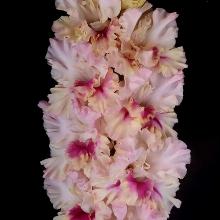 ГЛАДИОЛУС ПРЕКРАСНОЕ ДАЛЕКО 3шт-пакет