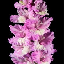 ГЛАДИОЛУС ПРЕЛЮДИЯ 3шт-пакет