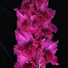 ГЛАДИОЛУС РУСЬ ОРДА 3шт-пакет