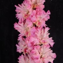 ГЛАДИОЛУС ПРОХЛАДА 3шт-пакет