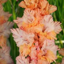 ГЛАДИОЛУС ЯНТАРНАЯ ЛОЗА 3шт-пакет